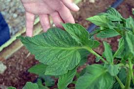 Attēlu rezultāti vaicājumam “Solanum tuberosum leaf”