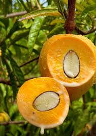 Attēlu rezultāti vaicājumam “Cynosurus cristatus fruit”