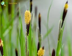 Attēlu rezultāti vaicājumam “Carex acutiformis fruit”