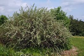 Attēlu rezultāti vaicājumam “Cotoneaster multiflorus leaf”