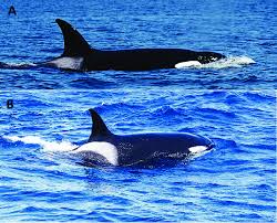 Image result for Orcinus orca