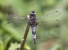 Attēlu rezultāti vaicājumam “Libellula fulva male”