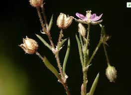 Attēlu rezultāti vaicājumam “Spergularia marina bud”
