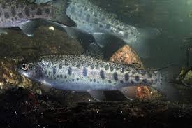 Image result for Salmo ezenami