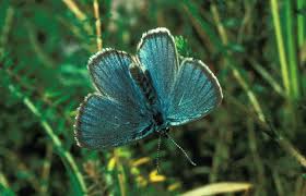 Attēlu rezultāti vaicājumam “Maculinea alcon underside”