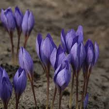 Attēlu rezultāti vaicājumam “Crocus speciosus flower”