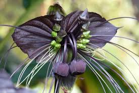 Image result for Tacca chantrieri