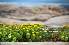 Attēlu rezultāti vaicājumam “Rhodiola rosea flower”