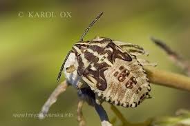 Attēlu rezultāti vaicājumam “Carpocoris sp. nymph”