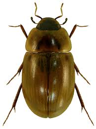 Attēlu rezultāti vaicājumam “Enochrus affinis”