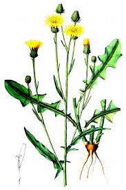Attēlu rezultāti vaicājumam “Crepis biennis leaf”
