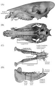 Attēlu rezultāti vaicājumam “Cribraria piriformis stalked”