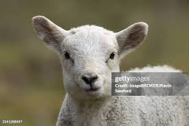 Attēlu rezultāti vaicājumam “Ovis aries juvenile”