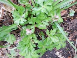 Attēlu rezultāti vaicājumam “Sanicula europaea leaf”