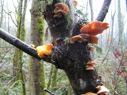 Attēlu rezultāti vaicājumam “Panellus serotinus”