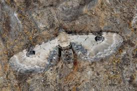 Attēlu rezultāti vaicājumam “Eupithecia centaureata”