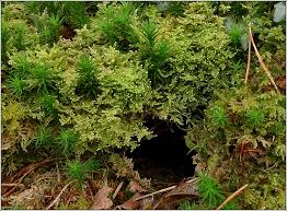 Attēlu rezultāti vaicājumam “Hypnum jutlandicum”