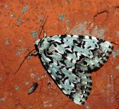 Attēlu rezultāti vaicājumam “Moma alpium”