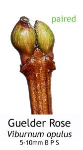 Attēlu rezultāti vaicājumam “Viburnum opulus bud”