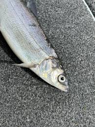 Image result for Coregonus artedi