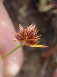 Attēlu rezultāti vaicājumam “Juncus capitatus fruit”