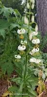 Image result for Lilium martagon Alba