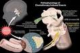 Drugs for CINV prophylaxis and treatment | Pharmacology Corner ...