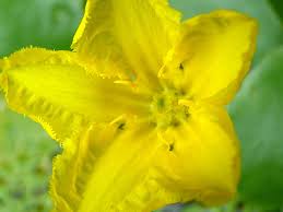 Image result for Seekanne