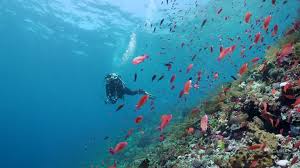 Image result for Scuba Skooling