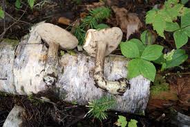 Attēlu rezultāti vaicājumam “Leccinum melaneum”