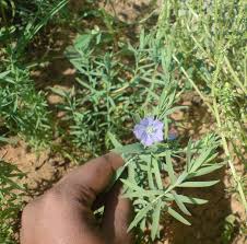 Image result for Linum usitatissimum