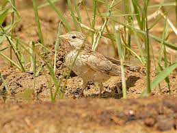 Image result for Calandrella rufescens