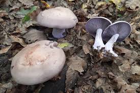 Attēlu rezultāti vaicājumam “Lepista nuda”