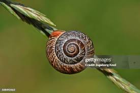 Attēlu rezultāti vaicājumam “Helicidae”