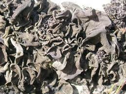 Attēlu rezultāti vaicājumam “Collema flaccidum”