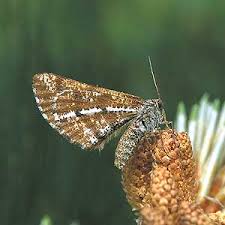 Attēlu rezultāti vaicājumam “Bupalus piniaria male”