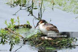 Attēlu rezultāti vaicājumam “Podiceps cristatus nest”