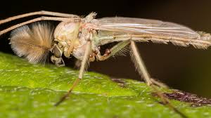 Attēlu rezultāti vaicājumam “Chironomidae”