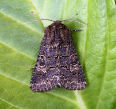 Attēlu rezultāti vaicājumam “Tholera cespitis”