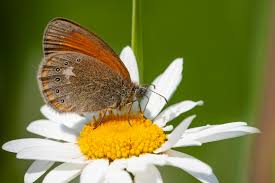 Attēlu rezultāti vaicājumam “Coenonympha glycerion”