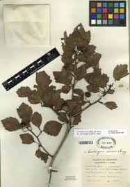 Attēlu rezultāti vaicājumam “Crataegus chrysocarpa”