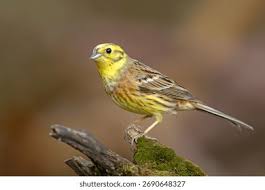 Attēlu rezultāti vaicājumam “Emberiza citrinella juvenile”