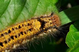 Attēlu rezultāti vaicājumam “Euthrix potatoria larva”