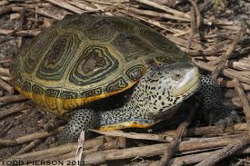 Image result for Malaclemys terrapin