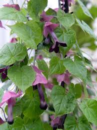 Image result for Rhodochiton atrosanguineum