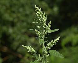 Attēlu rezultāti vaicājumam “Chenopodium album flower”