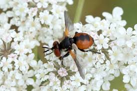 Attēlu rezultāti vaicājumam “Gymnosoma sp.”