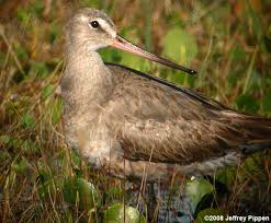 Image result for Limosa haemastica