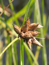 Attēlu rezultāti vaicājumam “Bolboschoenus maritimus”