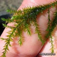Attēlu rezultāti vaicājumam “Leptodictyum riparium sporophyte”